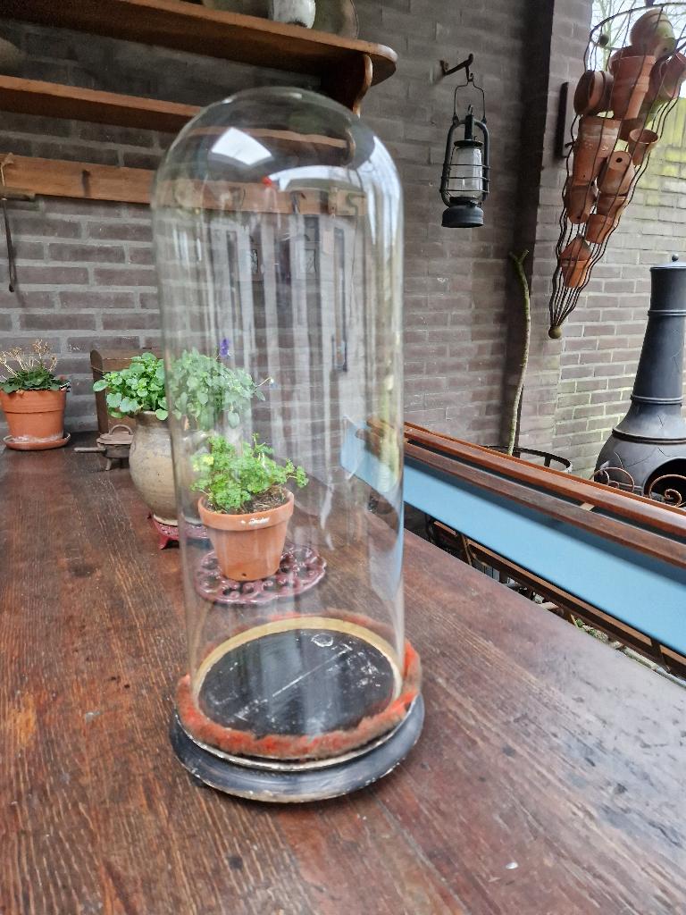 oude glazen stolp, Antiek en Kunst, Ophalen of Verzenden