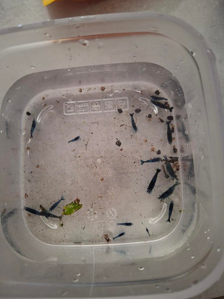 Ik heb best veel blauwe garnalen in me bak, Dieren en Toebehoren, Vissen | Aquariumvissen, Kreeft, Krab of Garnaal