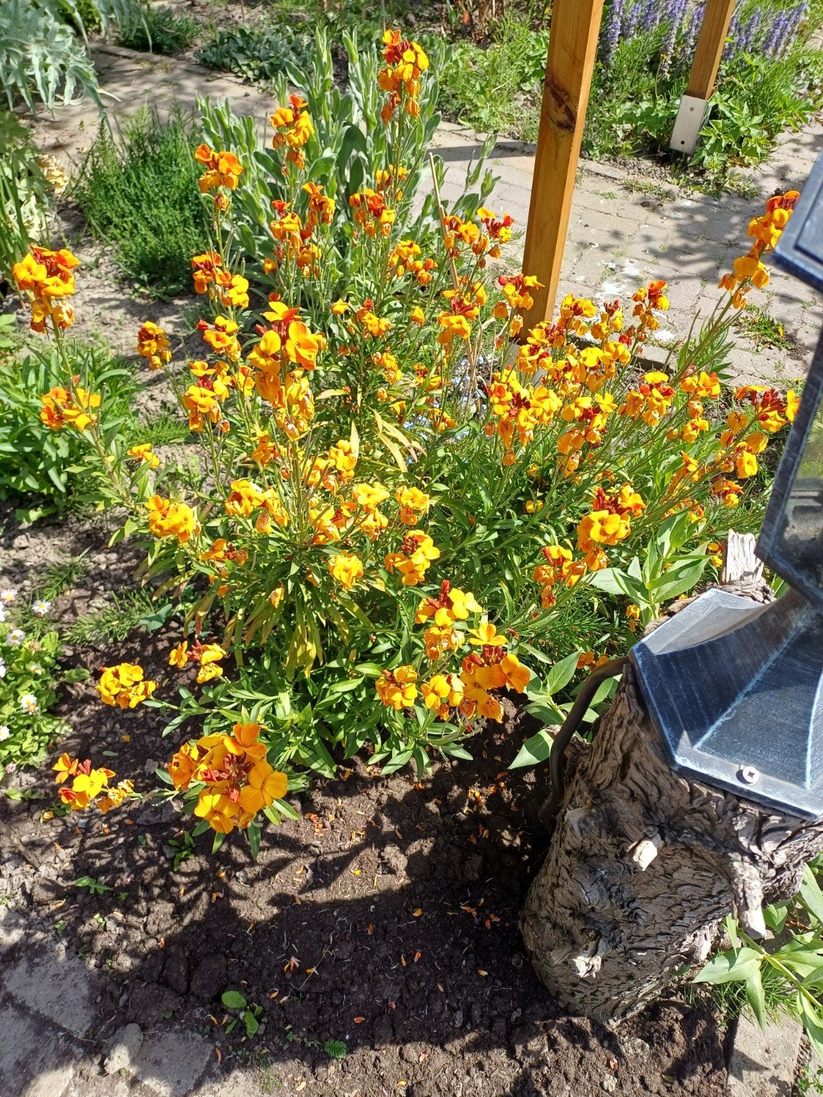 Enfeks - Gele Muurbloem voor een zonnige tuin, Ophalen of Verzenden, Voorjaar, Volle zon, Zaad