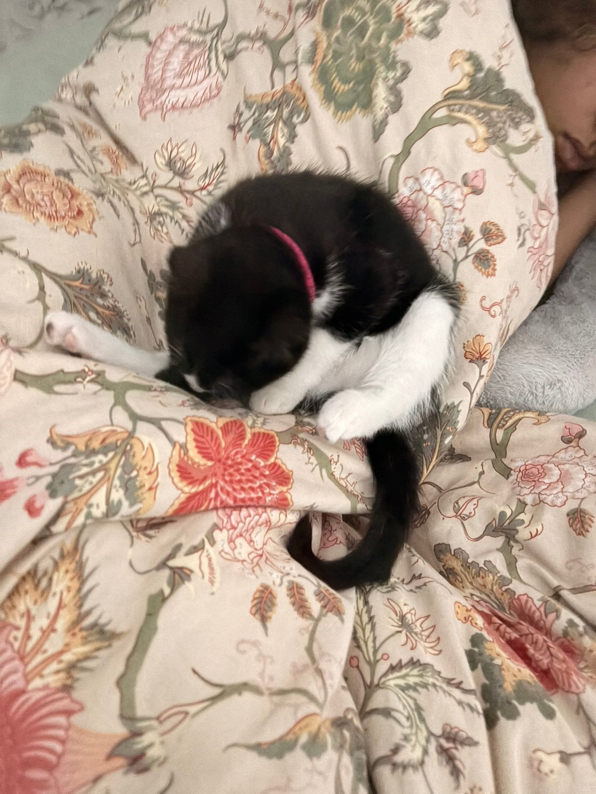 KITTEN GRATIS MET SPOED OPHALEN, Poes, Kortharig, 0 tot 2 jaar