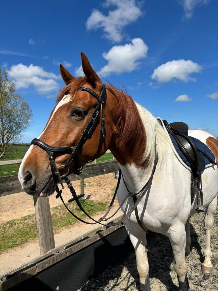 Harry's Horse Hoofdstel Anatomic zwart, maat full, Ophalen of Verzenden, Nieuw