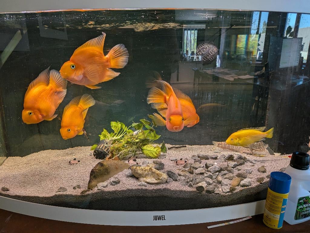 3 Prachtige Volwassen Parrot Cichliden, Dieren en Toebehoren, Vissen | Aquariumvissen, Vis, Zoetwatervis