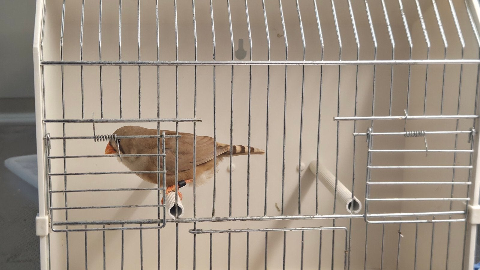 Zebravink Bruine pop, Dieren en Toebehoren, Vrouwelijk, Kleurkanarie