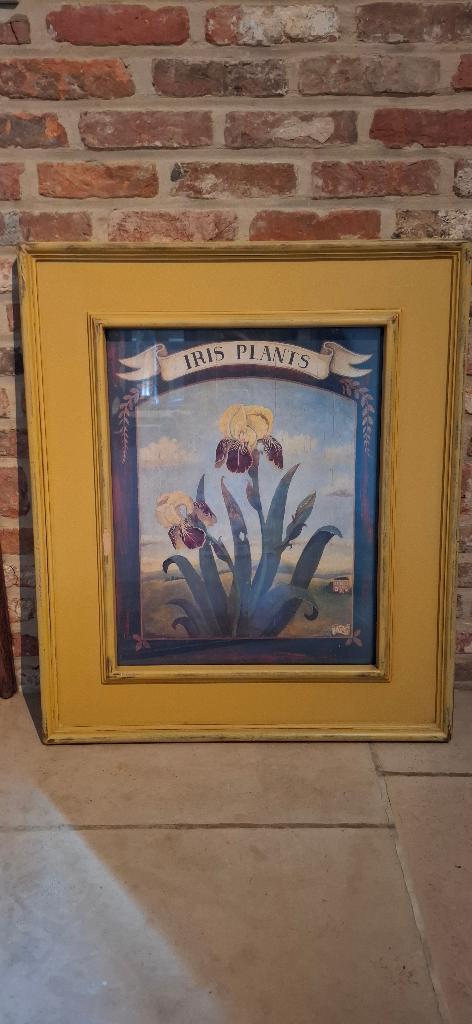 Ingekaderde print van een bloem (iris) - vintage, Antiek en Kunst, Kunst | Etsen en Gravures, Ingelijst, 1950 - 1999, Overige technieken