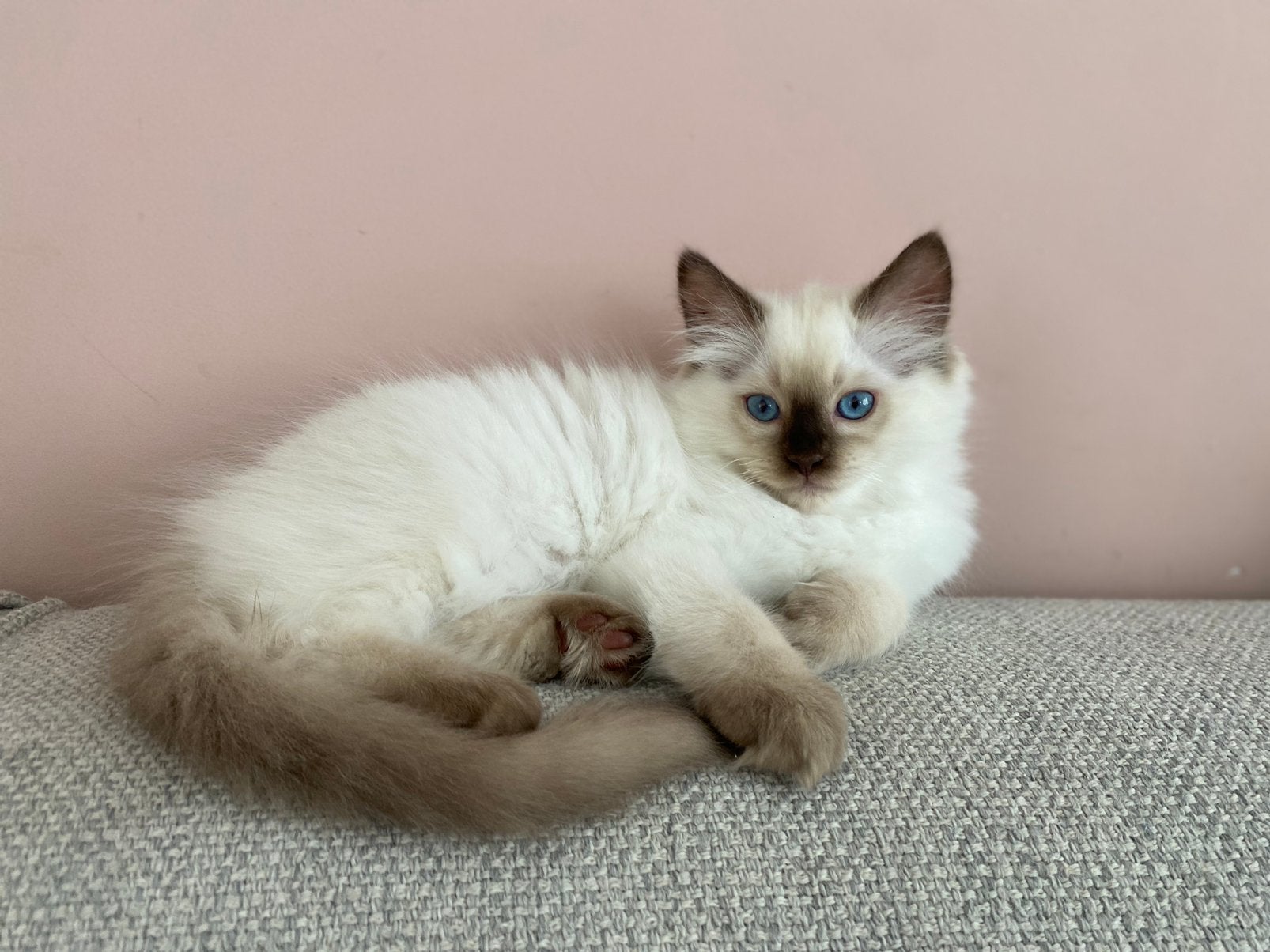 Ragdoll poesje te koop, Meerdere dieren, Ingeënt