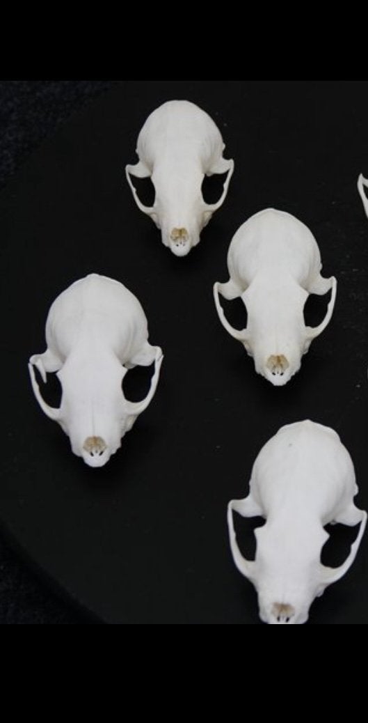 Taxidermie, Beech Marten, Ophalen of Verzenden, Zo goed als nieuw, Beeldje of Figuurtje