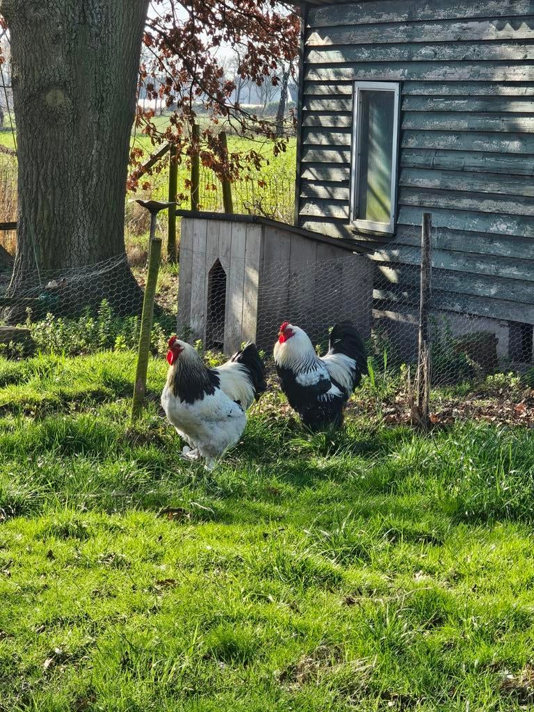 Brahma hanen, Dieren en Toebehoren, Pluimvee
