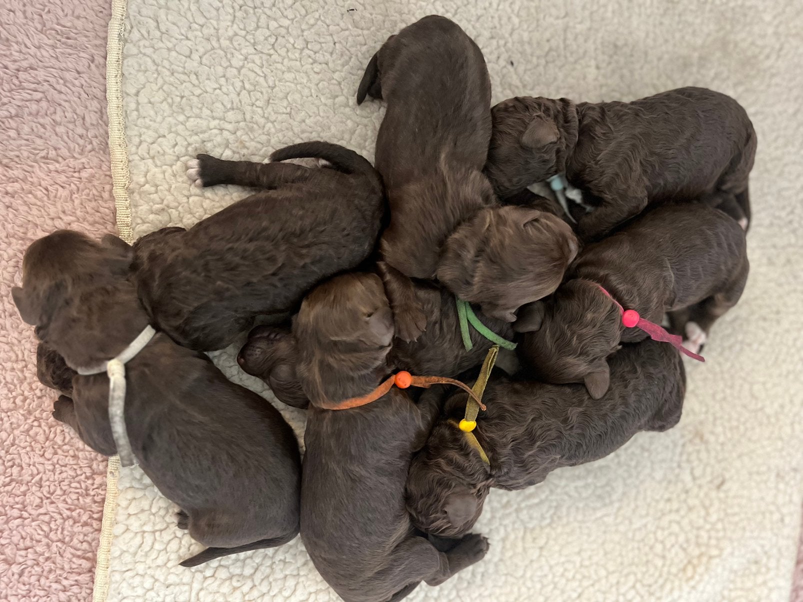 🚨Nestaankondiging donkerbruine labradoodle pups🐶, Dieren en Toebehoren, Honden | Retrievers, Spaniëls en Waterhonden, Overige rassen
