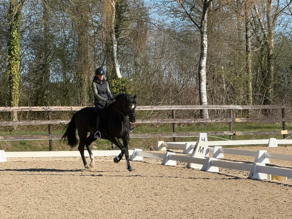 Ter dekking aangeboden: Rocco AHS 🤩, Met stamboom, Dressuurpaard, Hengst, 3 tot 6 jaar