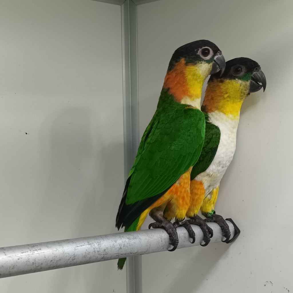 Diverse parkieten te koop, Dieren en Toebehoren, Meerdere dieren, Parkiet, Geringd