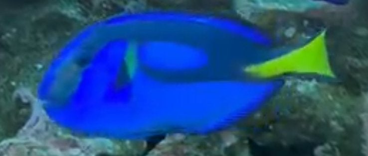 Mooie gezonde Dory zeewater zee aquarium!, Dieren en Toebehoren, Vis, Zoutwatervis