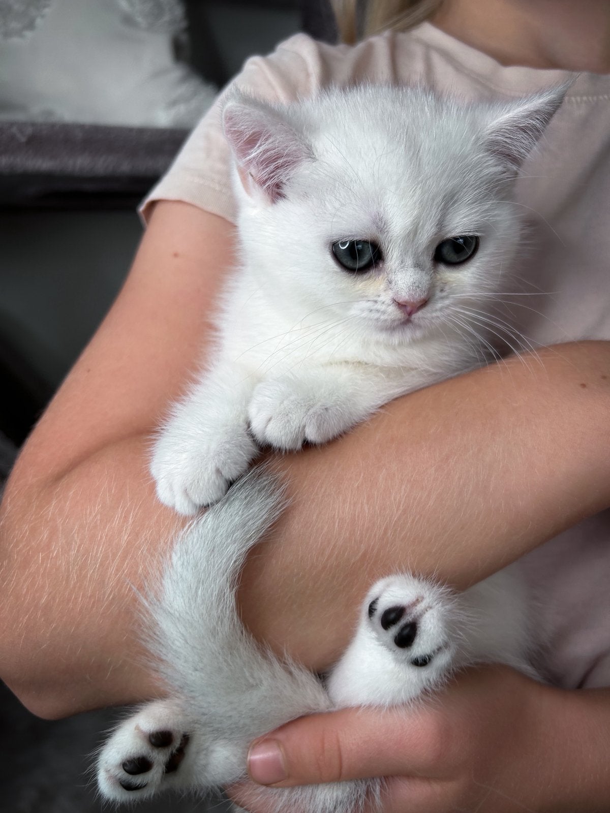 BKH-kittens in zilverkleur zoeken een liefdevol thuis!, Poes, Met stamboom, 0 tot 2 jaar