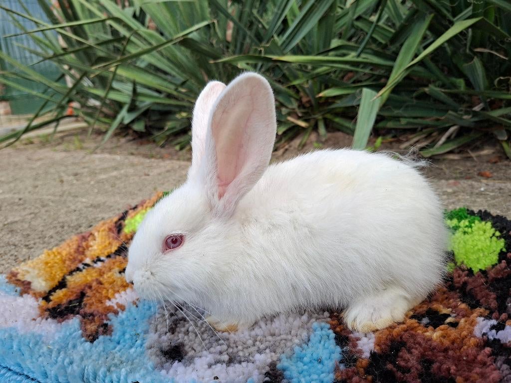 Duitse reus, Dieren en Toebehoren, Konijnen, Mannelijk, Groot, 0 tot 2 jaar