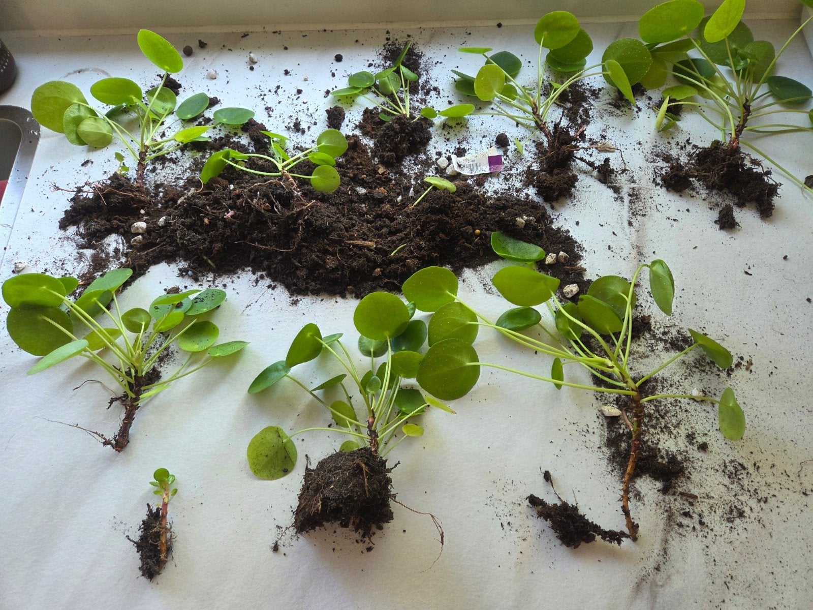 Pannenkoekenplant stekjes - Ruilen of te koop, Groene kamerplant, Ophalen, Halfschaduw, Minder dan 100 cm