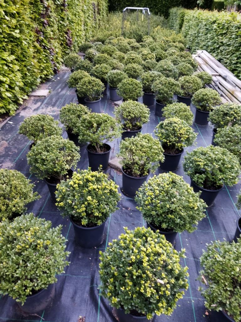 Ilex crenata Dark Green bollen diameter circa 35 cm., Ophalen, Buxus, Struik, Minder dan 100 cm