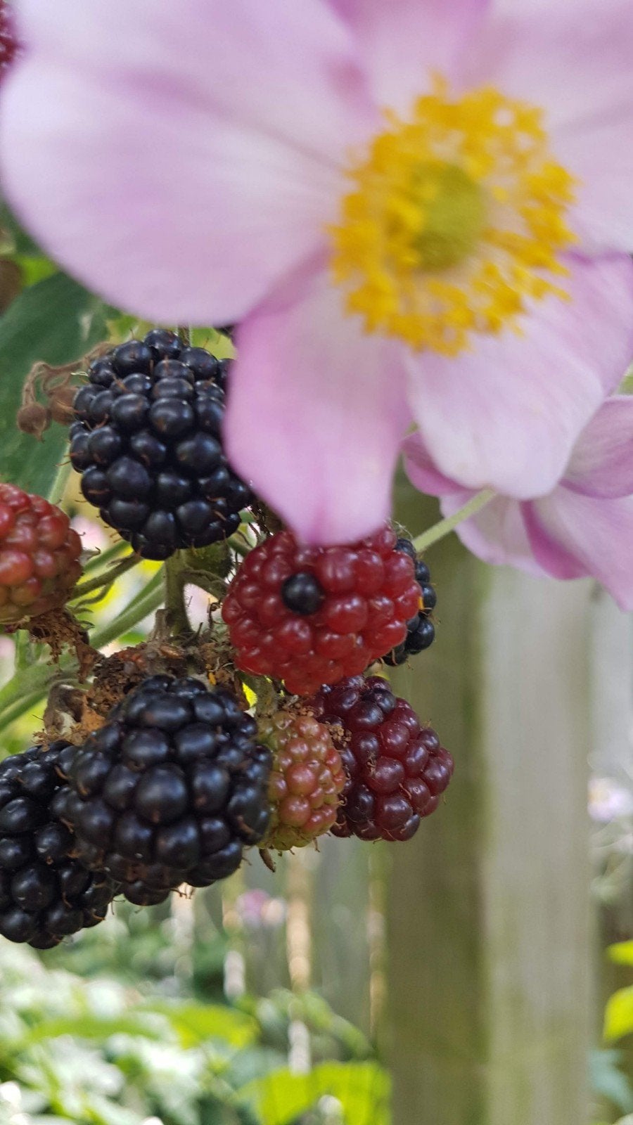 Braam plantje, Tuin en Terras, Planten | Tuinplanten, Ophalen of Verzenden, Volle zon