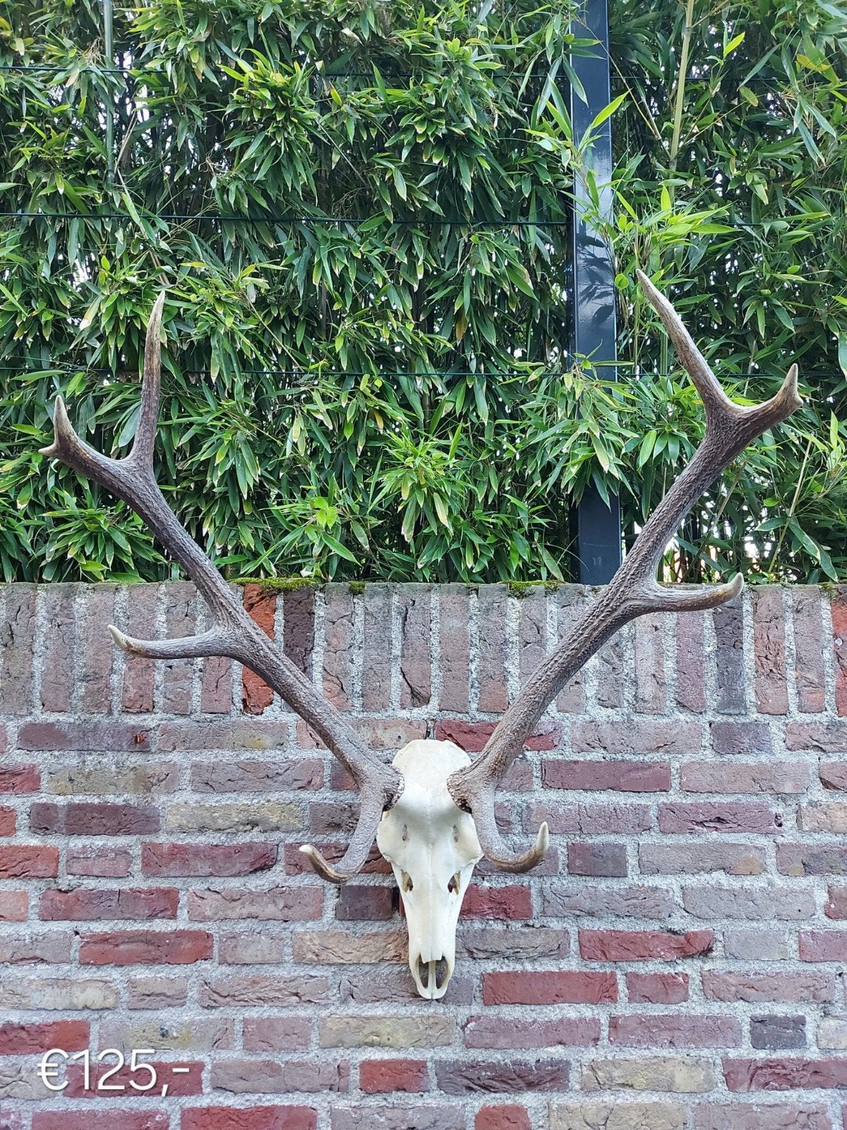 Diverse edelhert schedels gewei hert opgezette taxidermy, Verzamelen, Dierenverzamelingen, Ophalen, Hert, Schedel