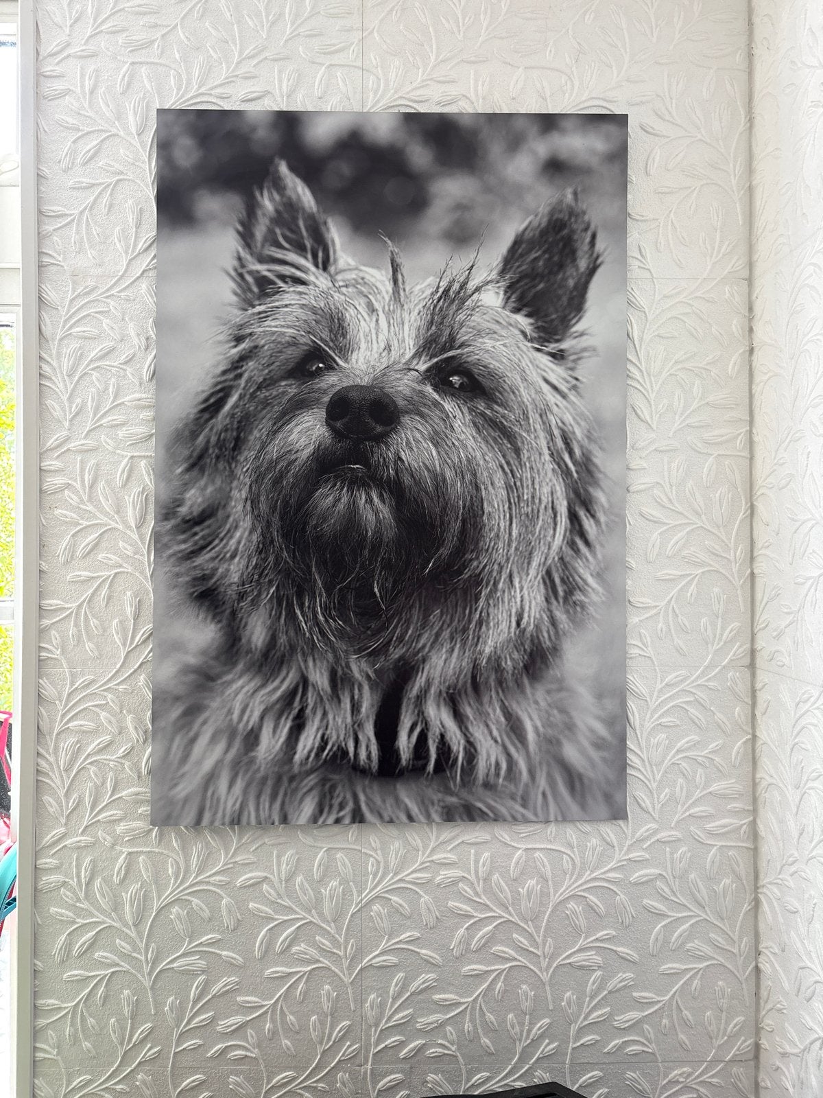 Cairn Terrier op Plexiglas - Zwart-wit Foto 60x90 cm, Ophalen of Verzenden, Zo goed als nieuw, 50 tot 75 cm, Foto of Poster