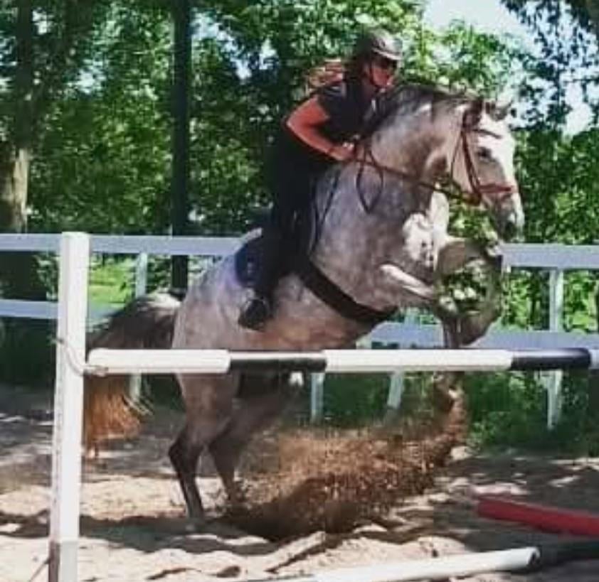 Foto 5 van STAL LUXOR/Aankoop begeleiding bij uw paard