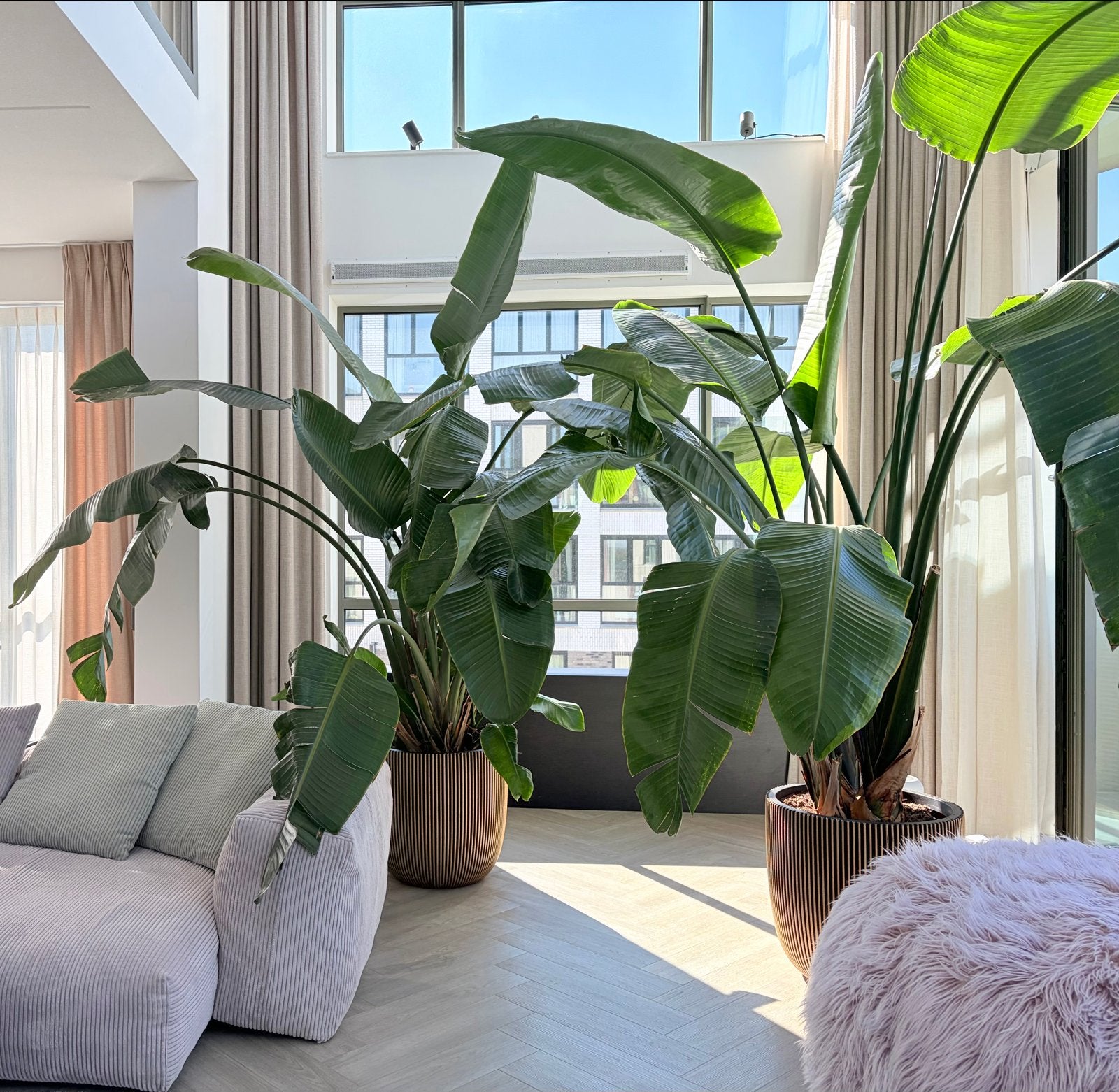 Grote Strelitzia Nicolai Inclusief Mooie Pot (310 cm), 200 cm of meer, Overige soorten, Ophalen of Verzenden, In pot