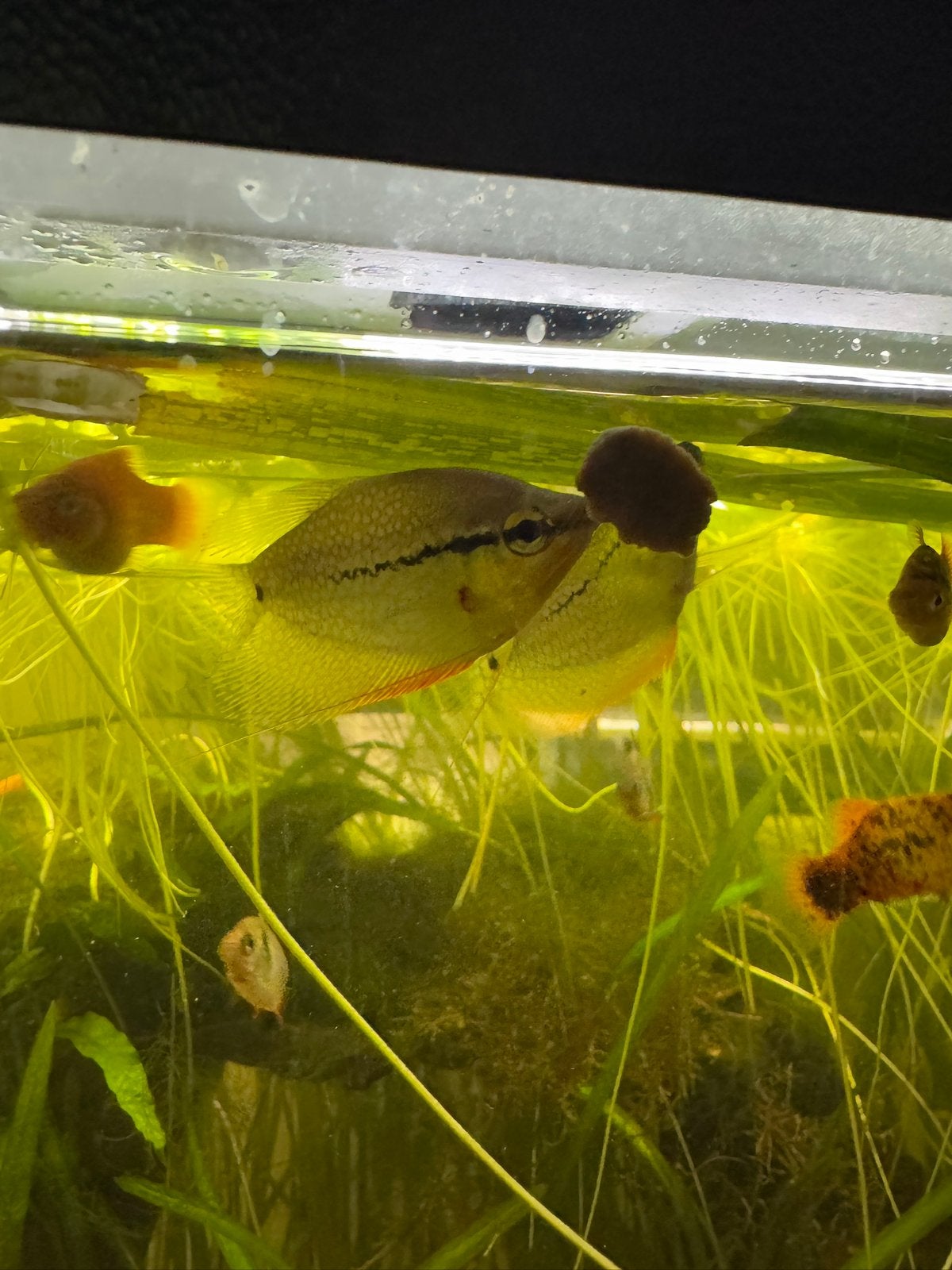 Diamant Goerami - Trichopodus leerii - Aquarium vissen, Vis