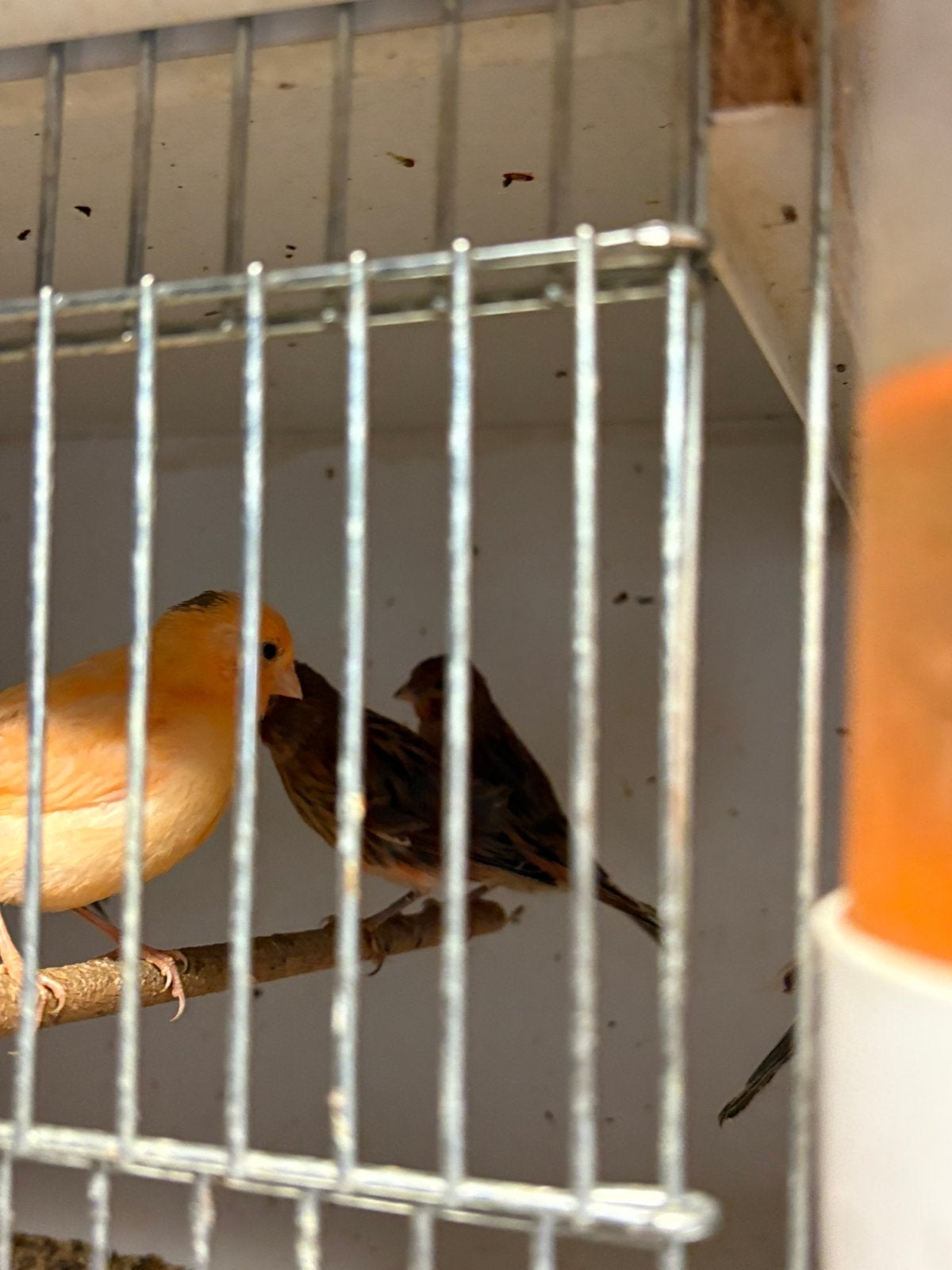 Jonge kanaries, Meerdere dieren, Kleurkanarie
