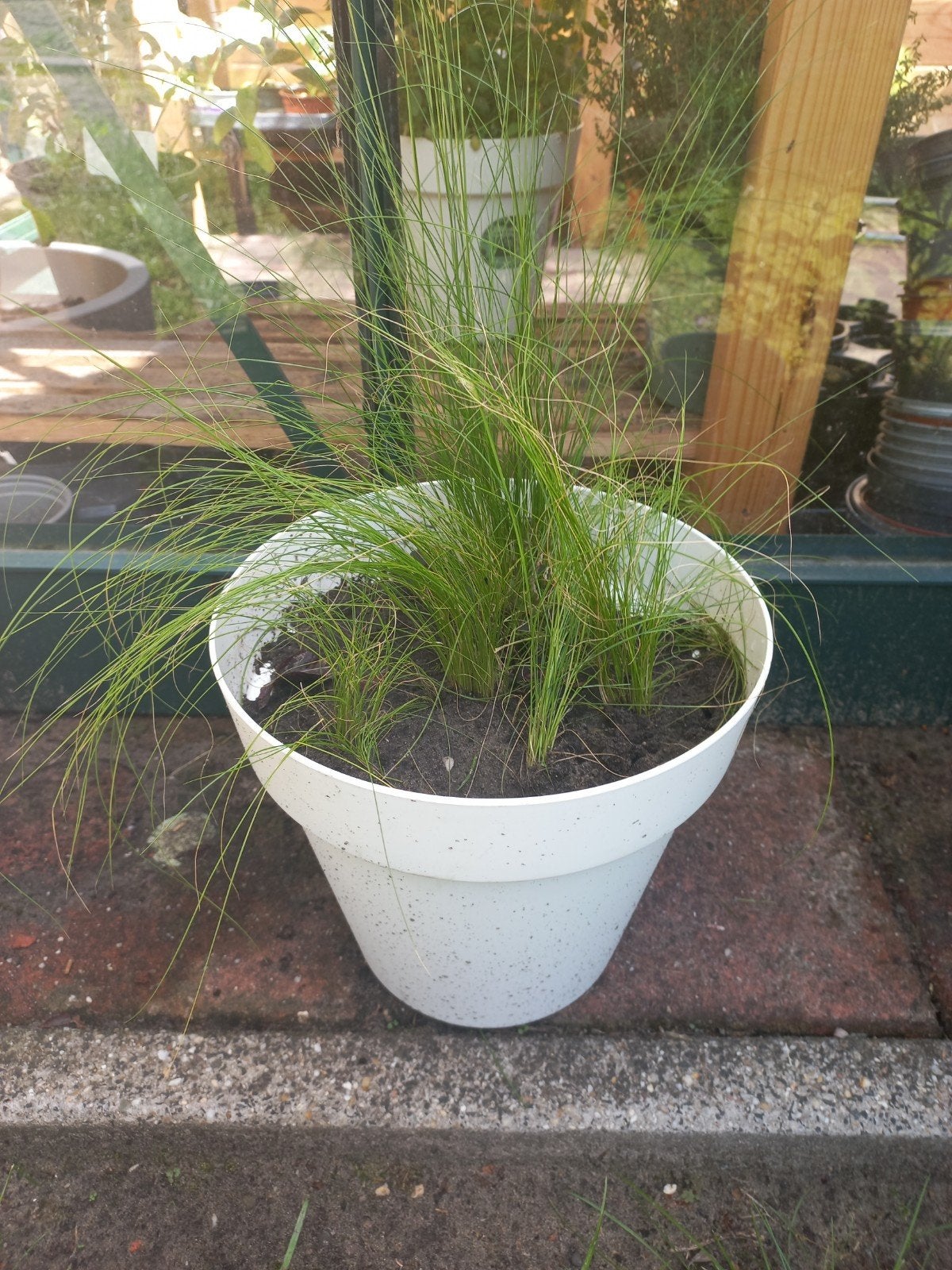 5x Siergras stekken inclusief pot, alleen afhalen, Tuin en Terras, Ophalen, Vaste plant, Siergrassen, Volle zon