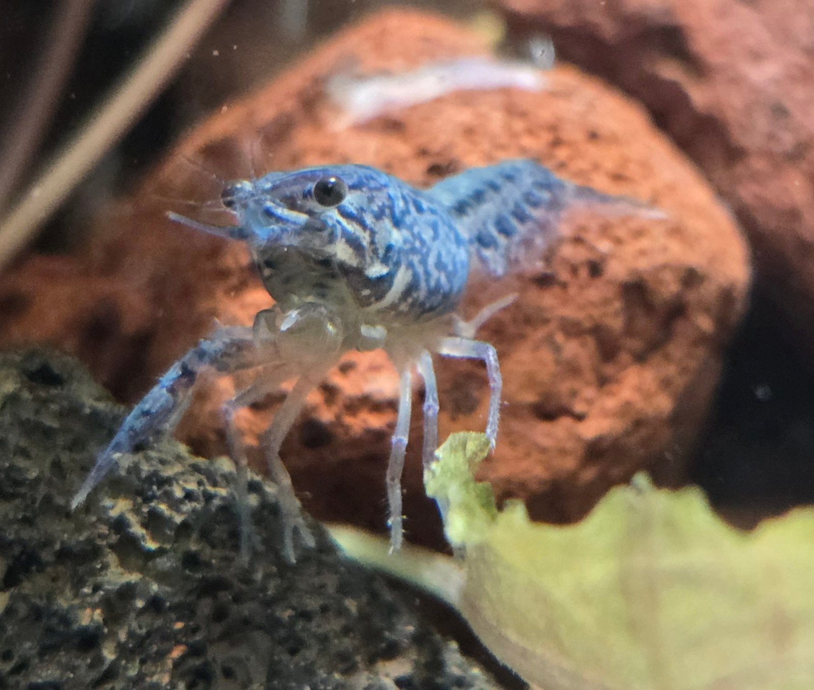 tot en met zondag alle blauwe florida kreeften 1+1 gratis, Dieren en Toebehoren, Vissen | Aquariumvissen