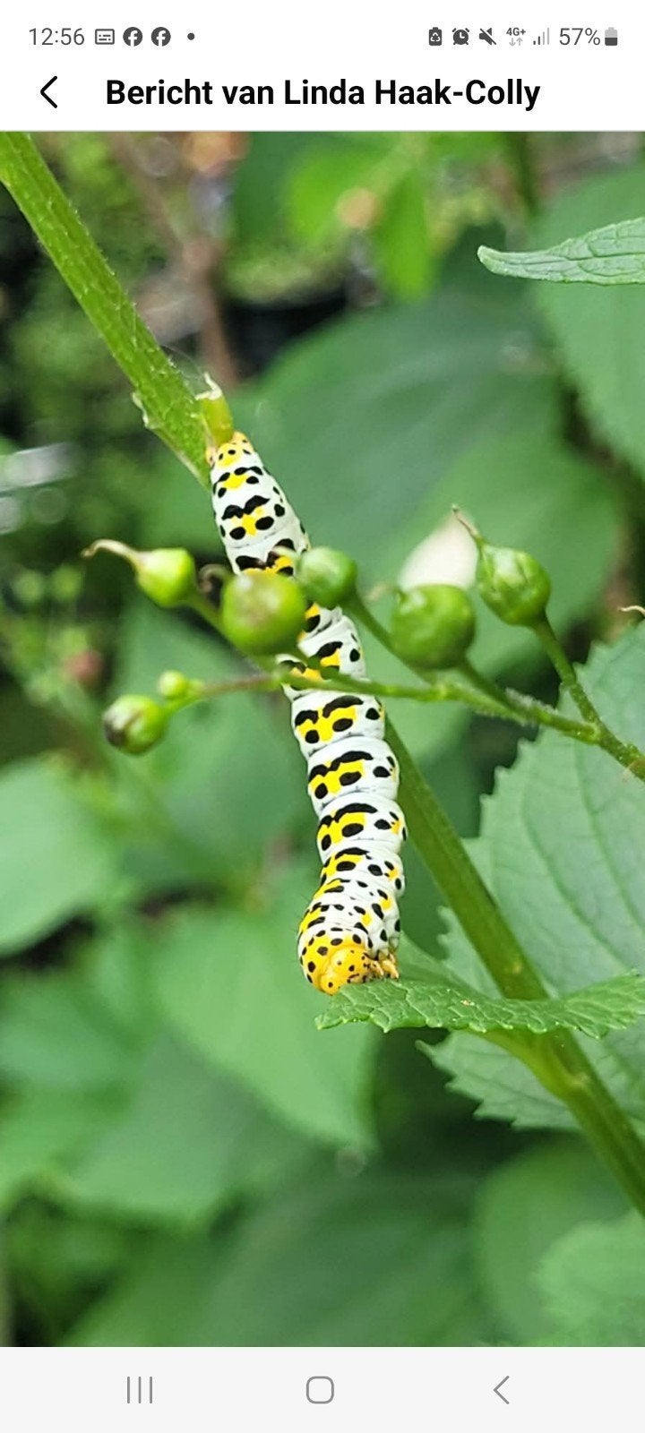 Helmkruid, de beste insekten trekker, Ophalen, Overige soorten