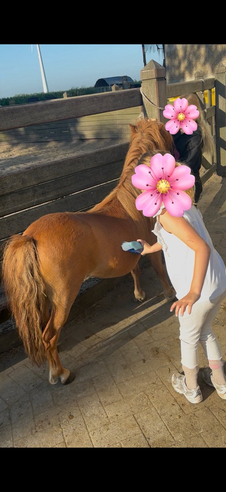 2 knappe ruintjes en 1 zwarte merrie met stamboek, Dieren en Toebehoren, Pony's, Ruin, A pony (tot 1.17m)