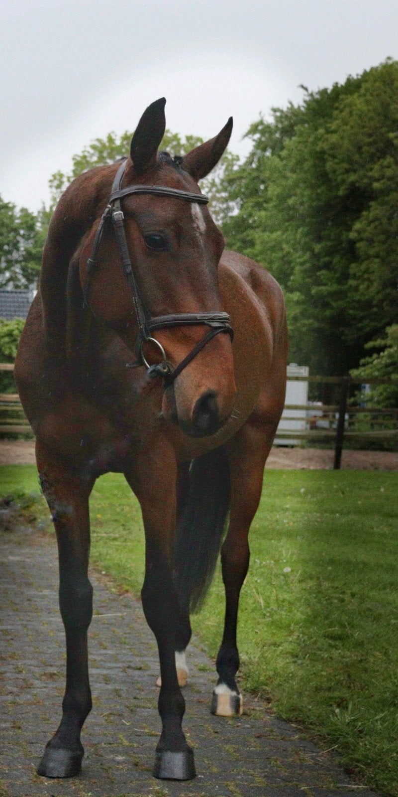 Talentvolle super lieve  jonge E pony te koop, Dieren en Toebehoren, Pony's, E pony (1.48m - 1.57m), Met stamboom, Ruin, Springpony