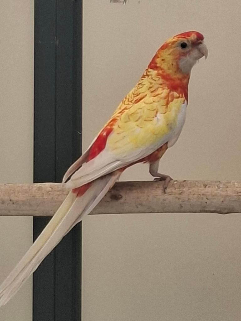 Zoek goud pastel pop ..pennant, Dieren en Toebehoren, Vogels | Parkieten en Papegaaien, Vrouwelijk, Parkiet