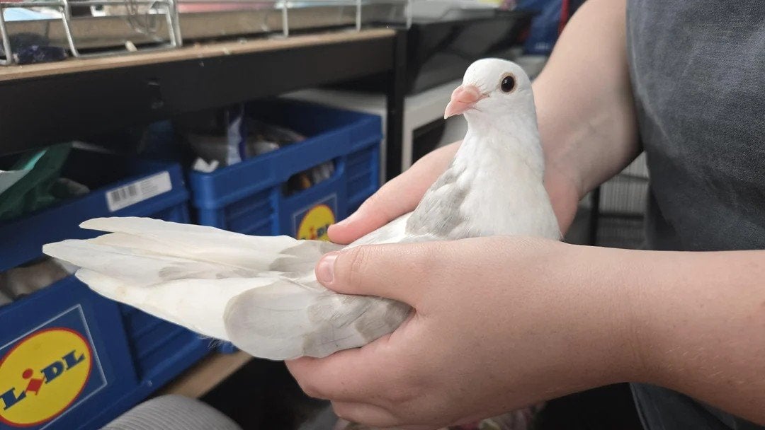 (Bingus & Belle) zoekt een goed huisje tamme jonge duiven, Postduif