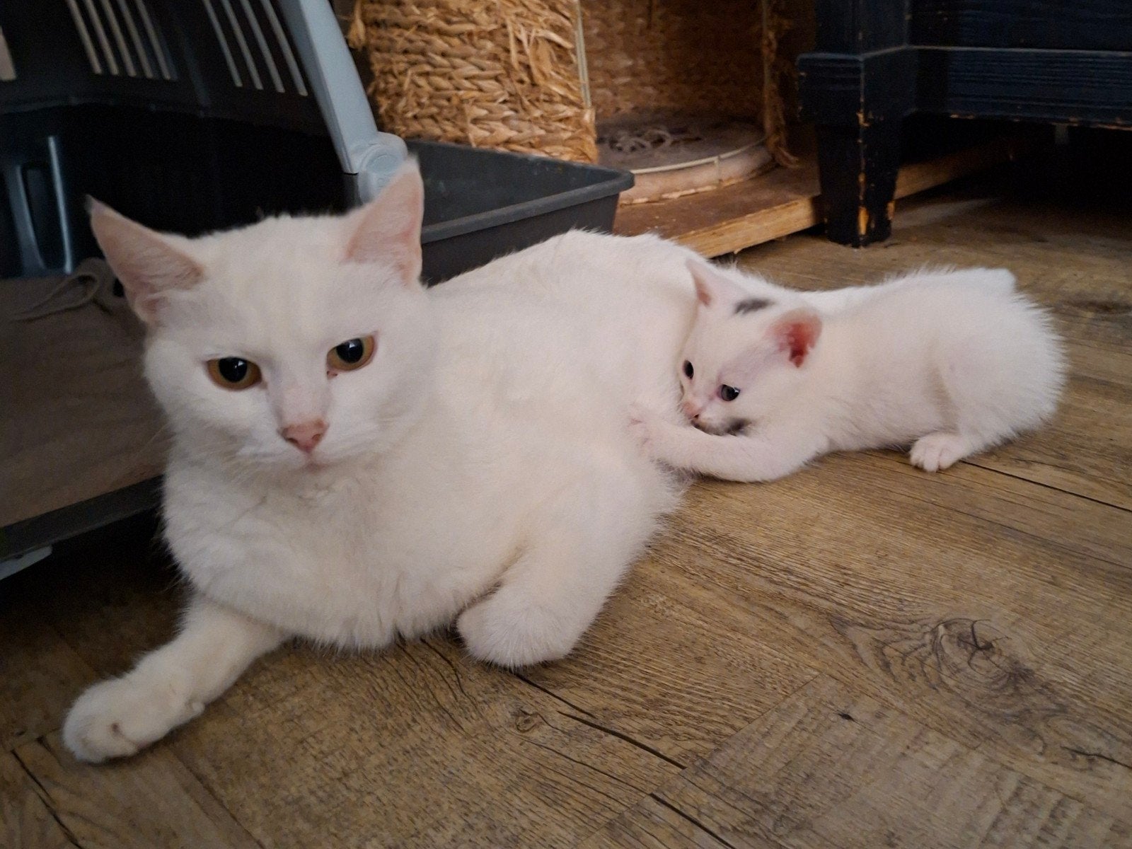 blijde schattige kittens, Dieren en Toebehoren, Katten en Kittens | Overige Katten, Meerdere dieren