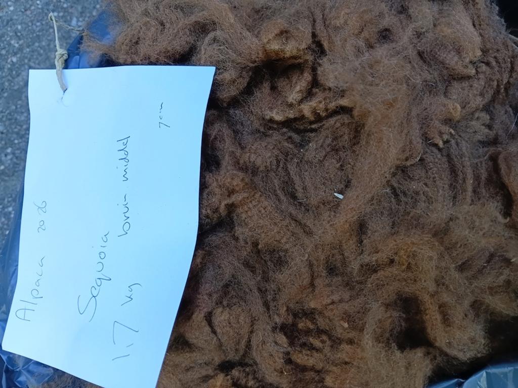 Bruine alpaca vacht van Sequoia met veel crimp, Ophalen of Verzenden, Nieuw, Spinwol