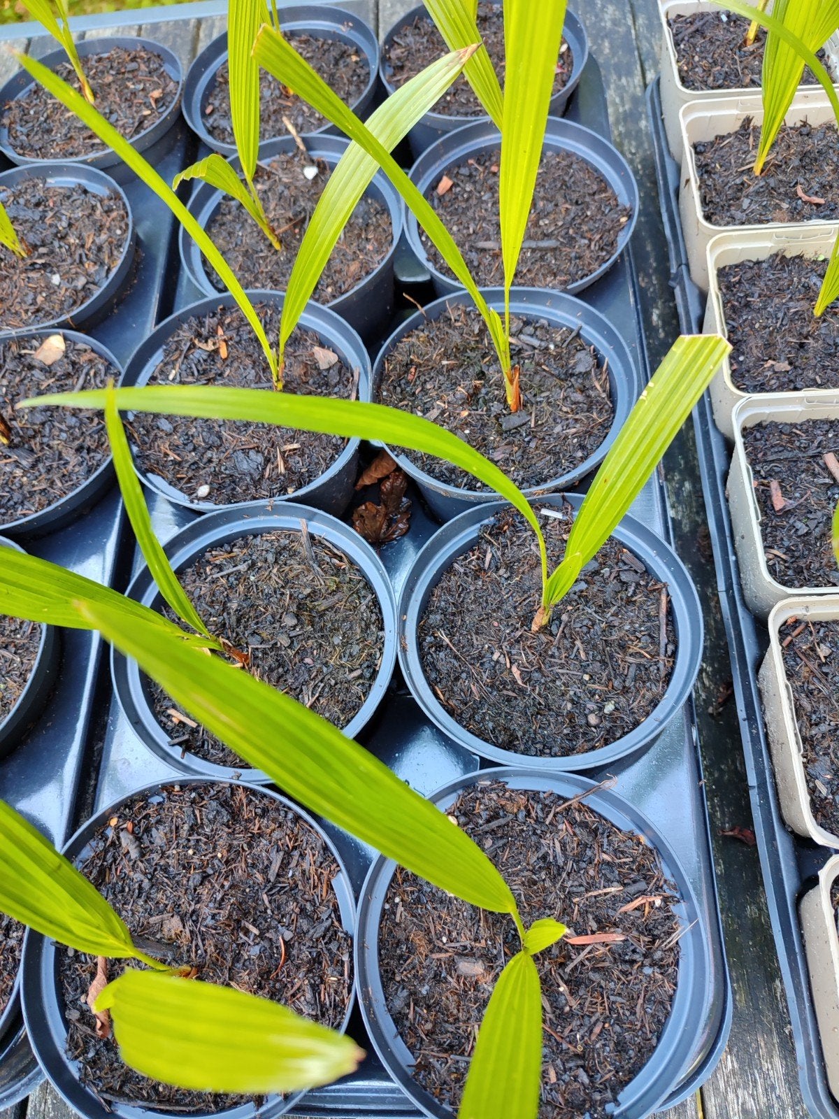 10 x Trachycarpus Fortunei derde blad Winterhard zaailingen, Volle zon, Vaste plant, Bloeit niet, Ophalen