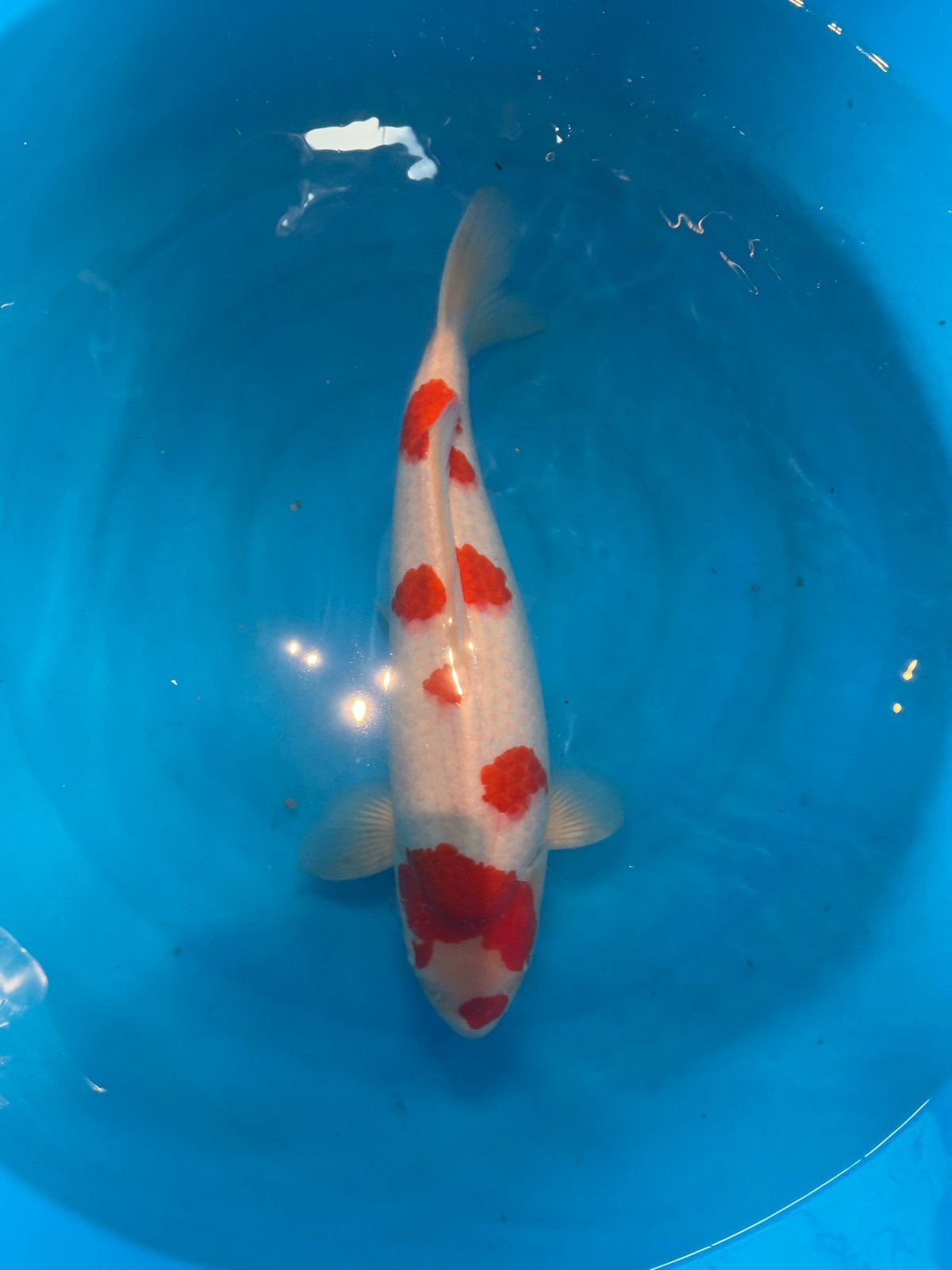 Kohaku Yoshino, Dieren en Toebehoren