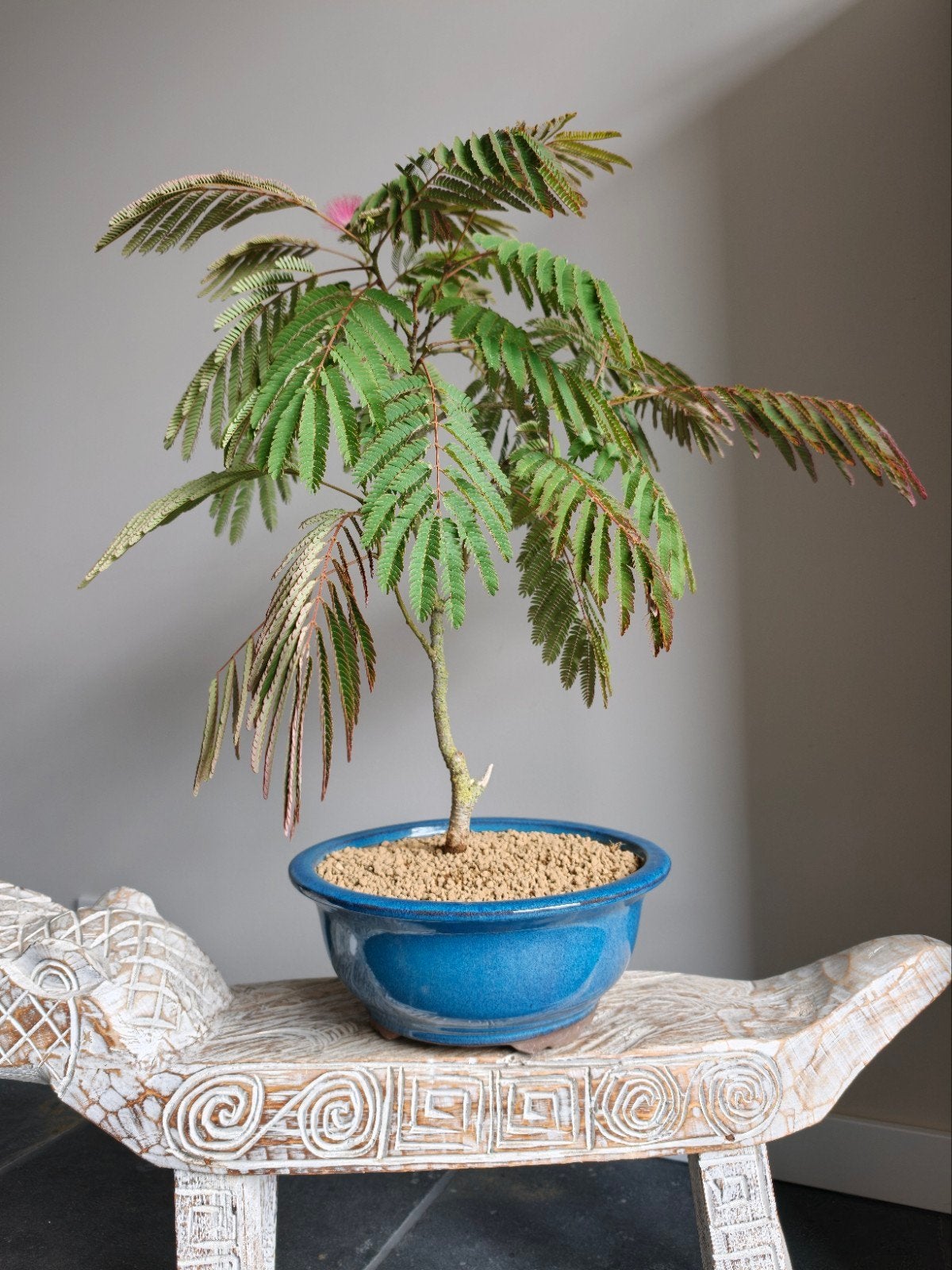 Albizia slaapboom bonsai 60cm, Ophalen, Halfschaduw, Overige soorten, Minder dan 100 cm
