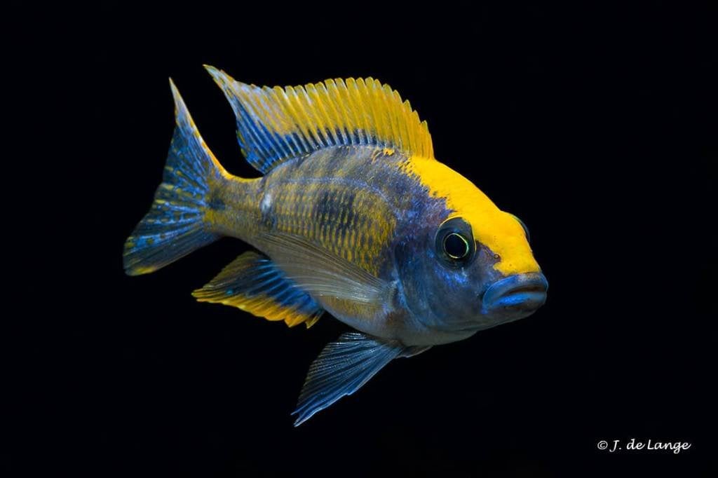 zimbabwerock malawi cichlide man 10cm, Dieren en Toebehoren, Vissen | Aquariumvissen, Vis, Zoetwatervis