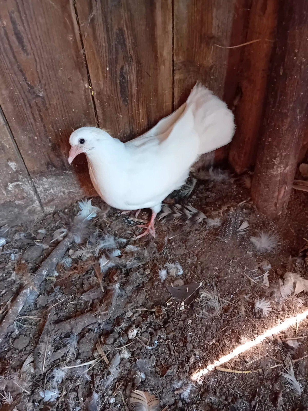 3 witte sierduiven pauwstaart, Meerdere dieren, Overige soorten