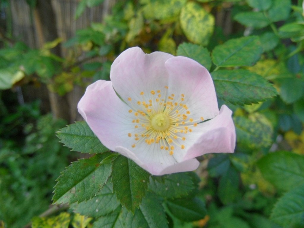 Hondsroos e.a.tuinplantjes, Ophalen, Overige soorten, Struik, Minder dan 100 cm