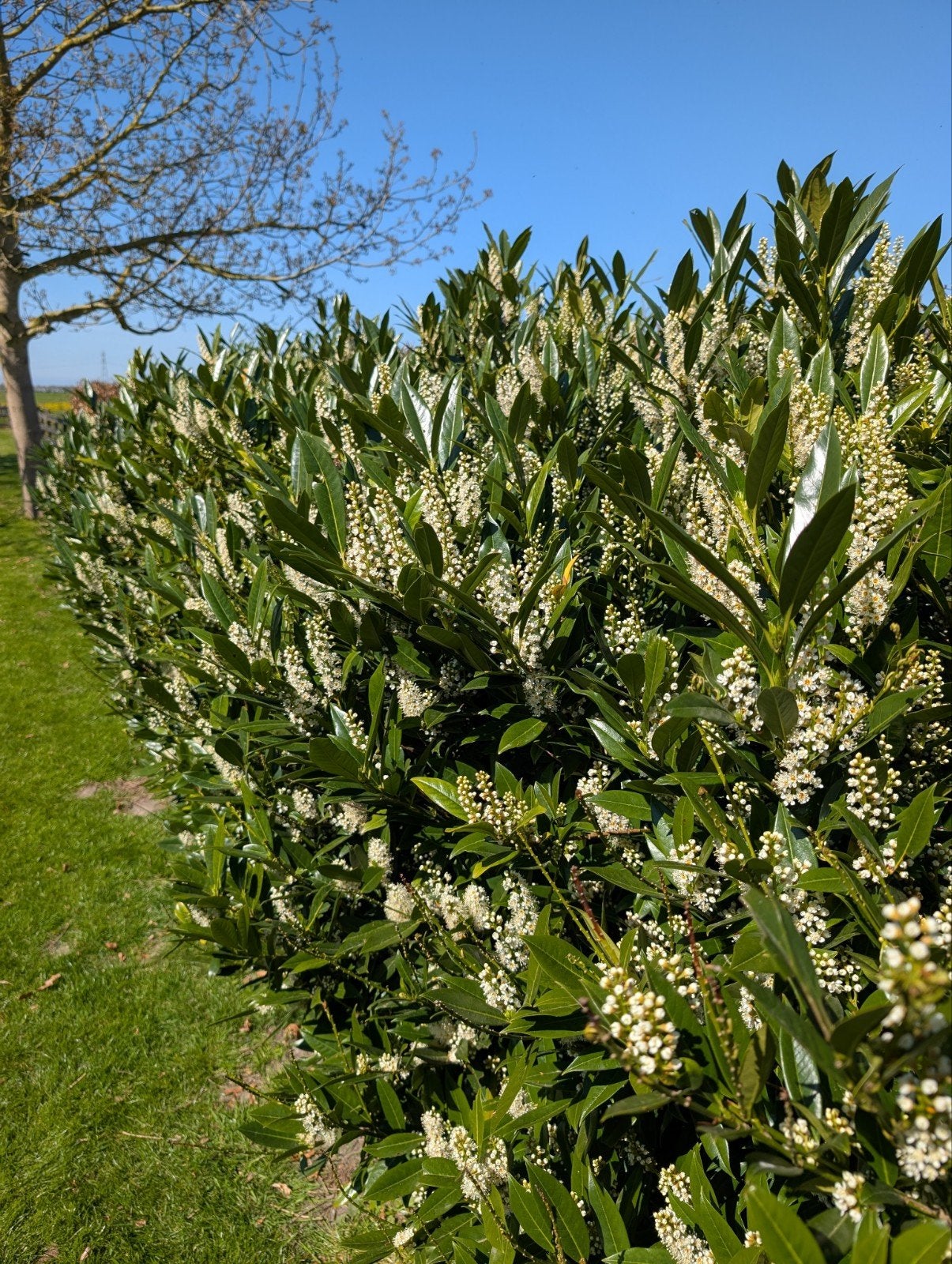 Laurier (Prunus) - Bloeiende haagplant - Geen bessen, Volle zon, Vaste plant, Lente, Ophalen