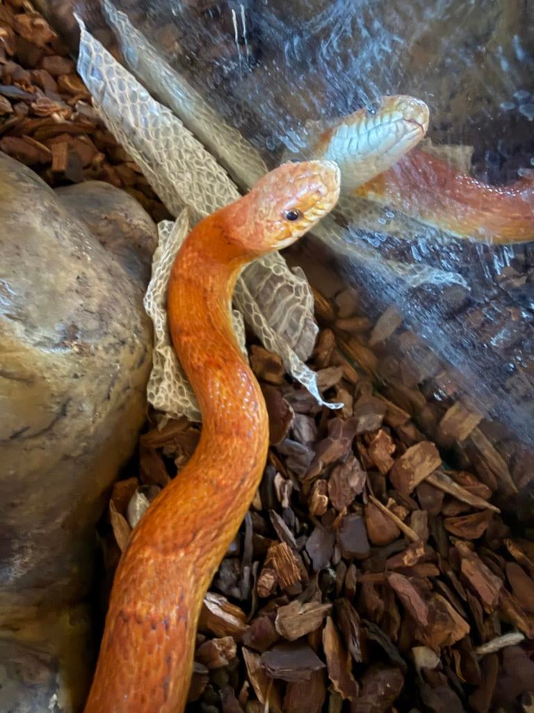Rattenslang met zelgebouwde terrarium kast Rat Snake - unknown for sale from Sebastiaan Gamelkoorn