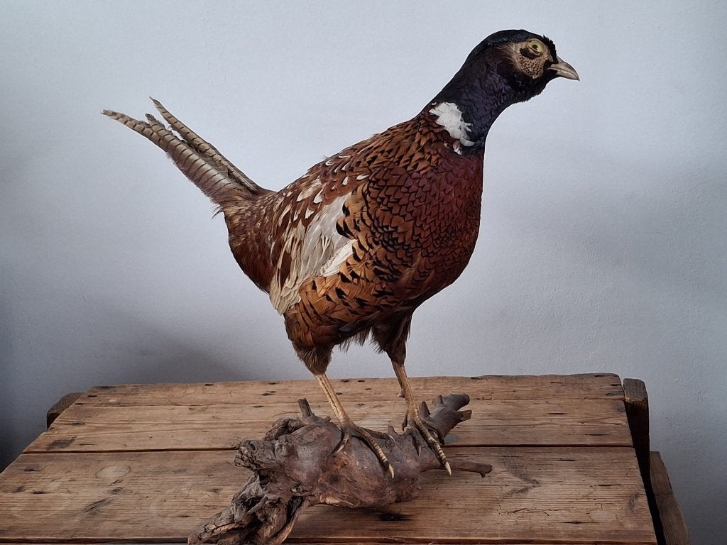 opgezette fazant, Ophalen of Verzenden, Gebruikt, Vogel, Opgezet dier