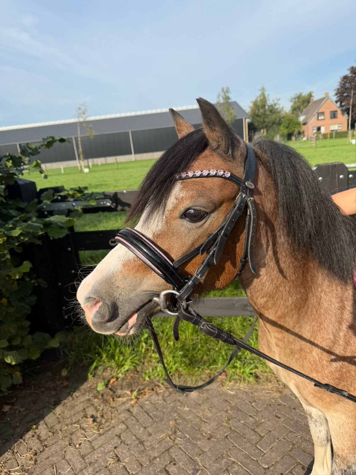 Lieve welsh a pony ruin te koop kindvriendelijk, Dieren en Toebehoren, Ruin, 3 tot 6 jaar
