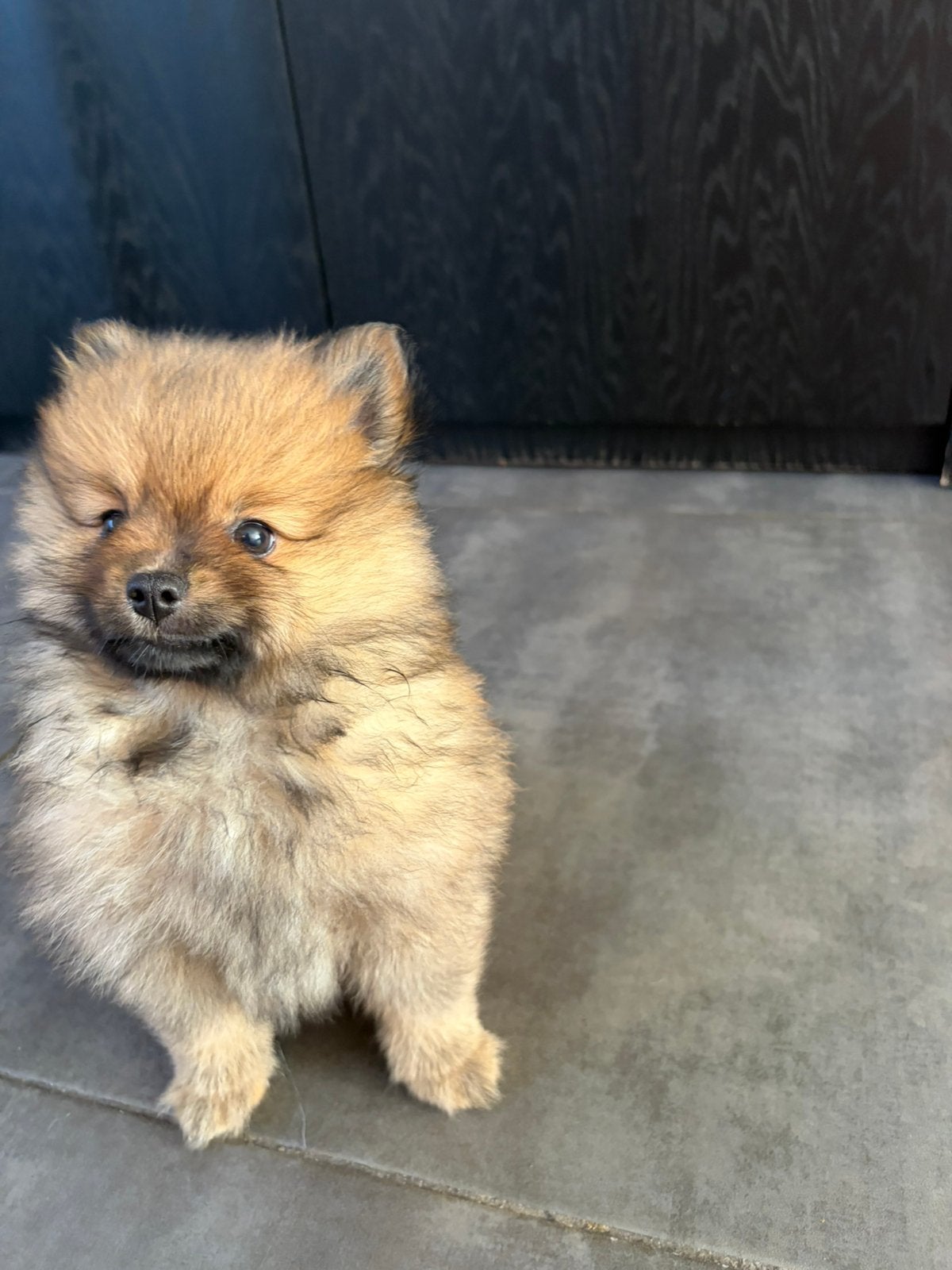 Pomeriaan / pomeranian pups, Parvo, Keeshond, 8 tot 15 weken, Meerdere