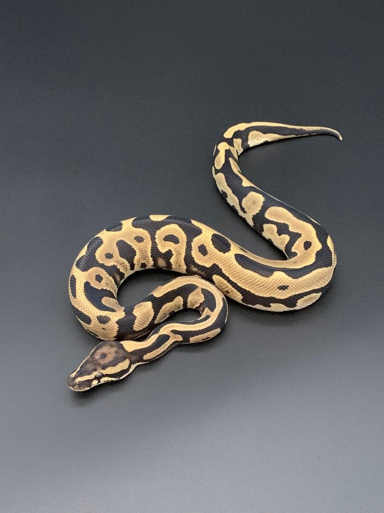 1.0 leopard 66% DH DG/pied python regius, Slang, 0 tot 2 jaar