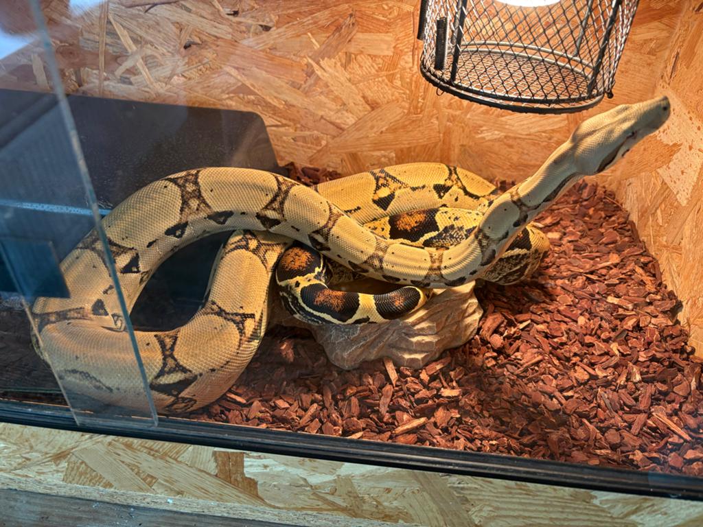 Boa constrictor imperator Boa Constrictor - unknown for sale from Simone