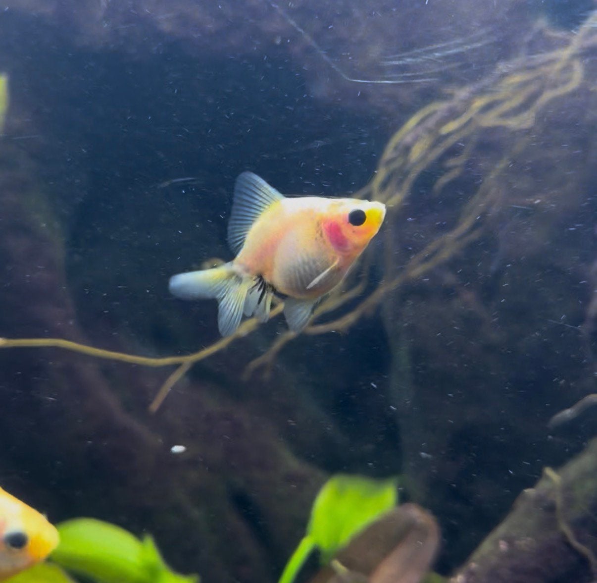 🐟 €10,- Jong, witte ryukin fancy goudvis, Vis