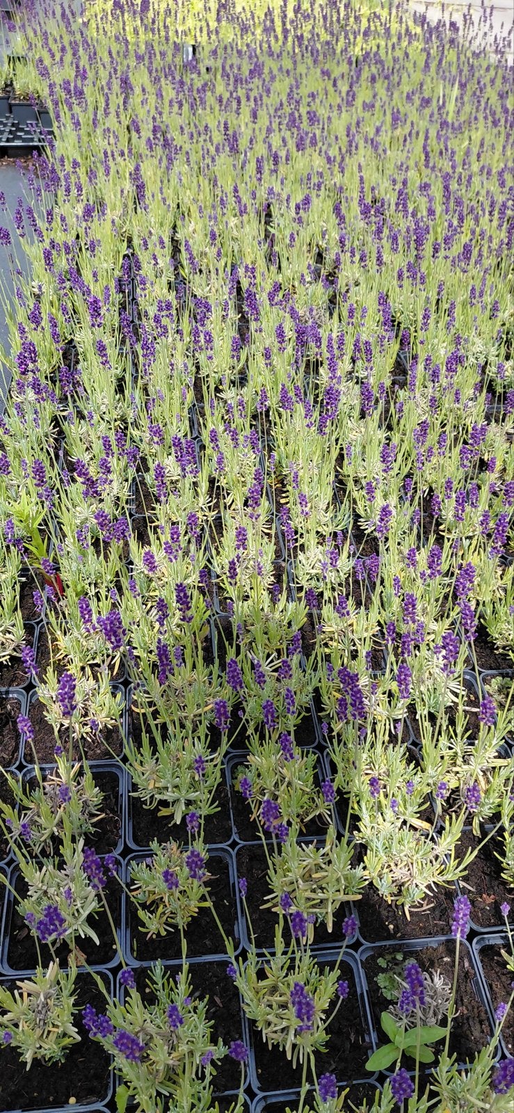Restparty Lavendel planten - 360 stuks voor 100 euro, Ophalen, Volle zon, Vaste plant, Kruiden